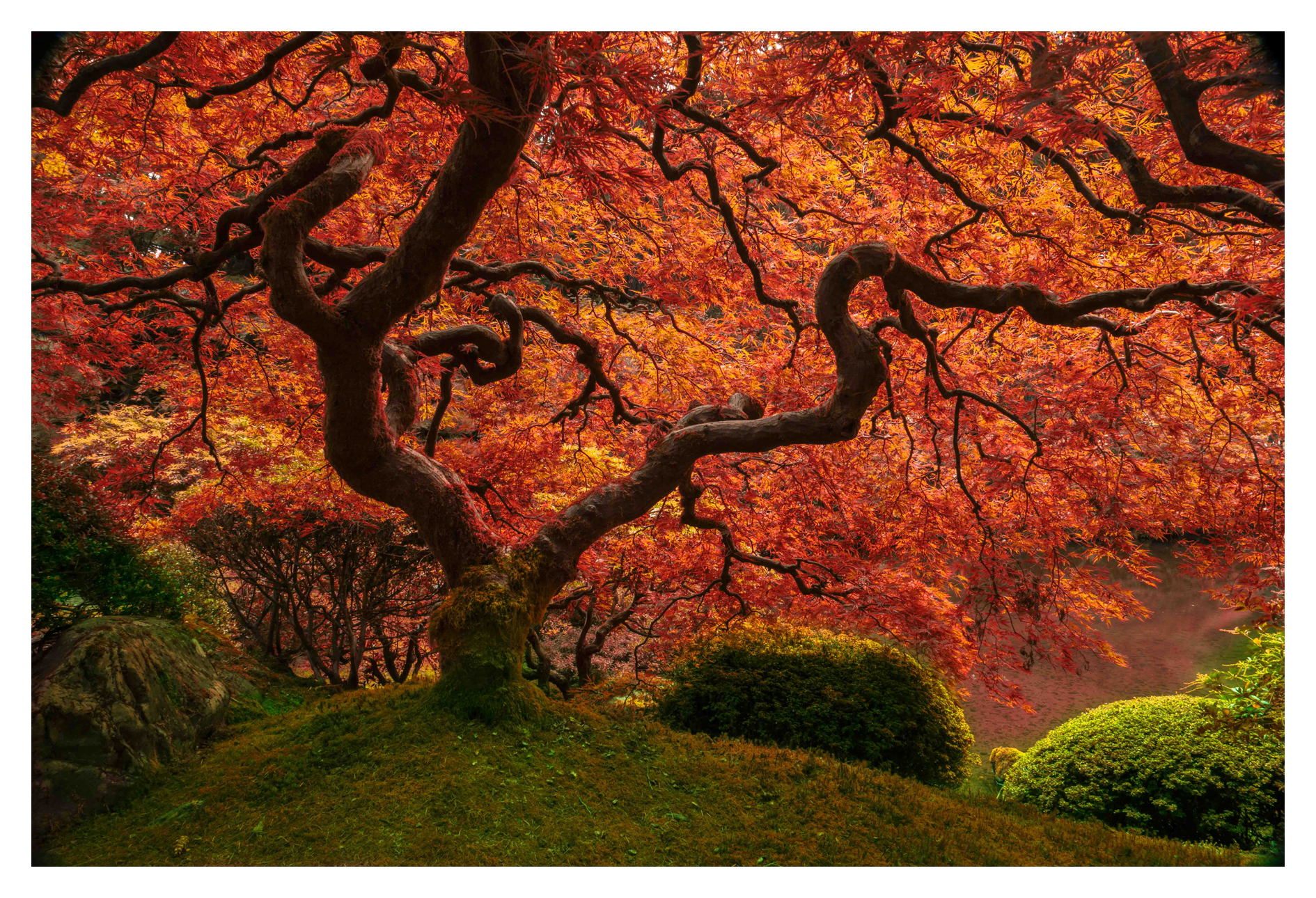 2014-10-13 Oregon Portland Japanese Garden Japanese Maple 01-1b 