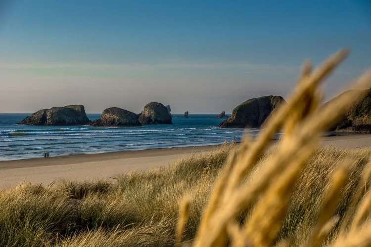 ~~~~Beach Grass at Ecola Beach~~~