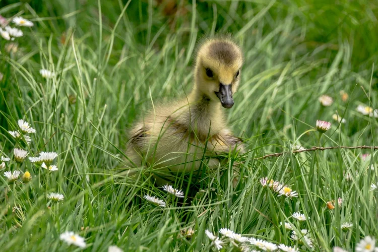 ~~~~The Gosling and the Daisies~~~~