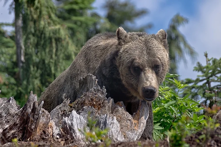 ~~~~The Grizzly~~~~