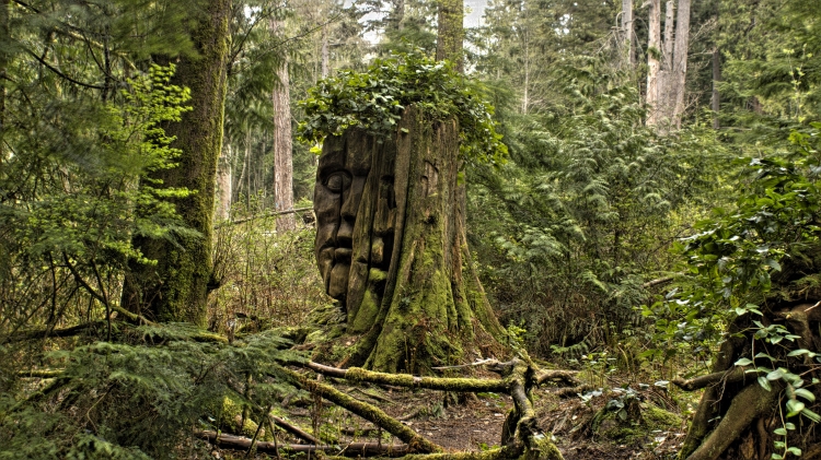 ~~~~The Forest Sentinel~~~~