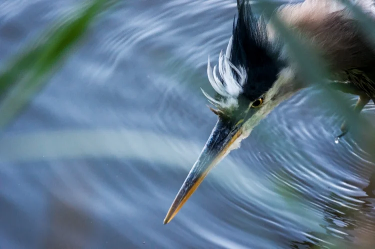 ~~~~Heron~~~~