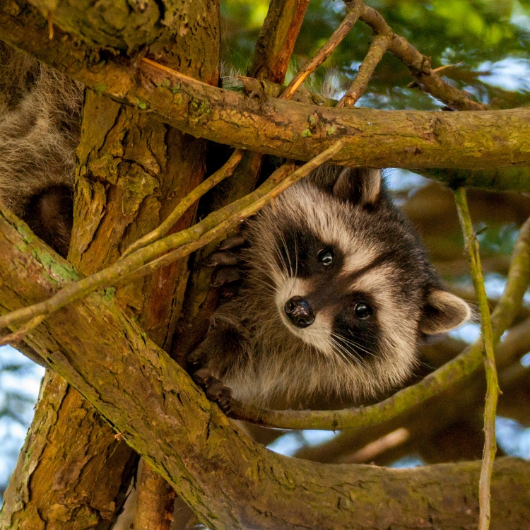 ~~~~The Raccoon~~~~