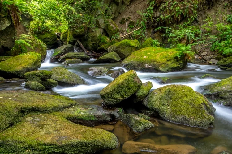 ~~~~Whatcom Creek~~~~