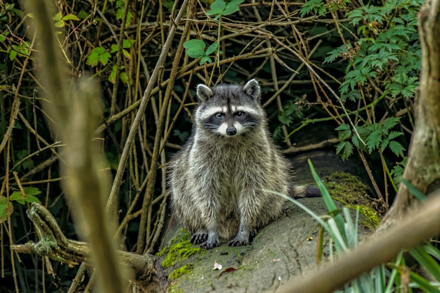 2014-09-21 Vancouver Stanley Park Raccoons-1 EXPLORED