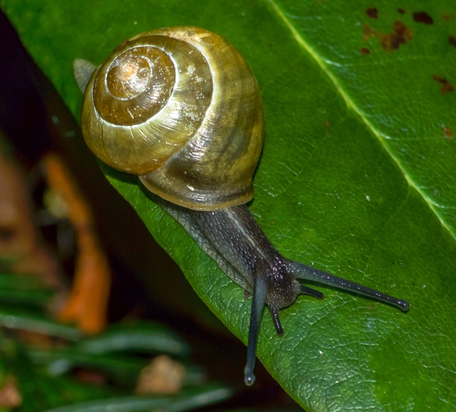 2014-06-30 Vancouver West End Snails-17