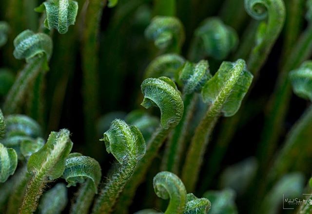 Young, delicate ornamental Fiddlehead Ferns at the Rose Garden in Stanley Park.
Thank you very much for viewing my work, and thank you VERY MUCH for more almost 2.2 MILLION views on my Flickr site:  https://www.flickr.com/photos/dmichaelschmidt/ 
Tha