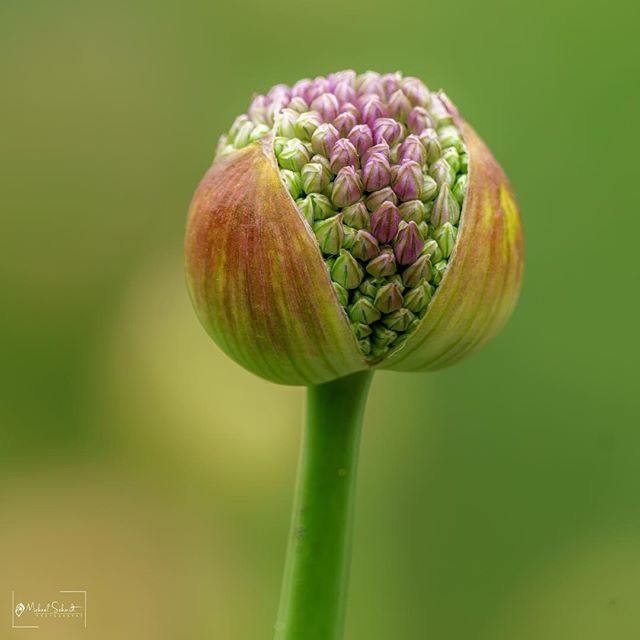 One of my favorite things about the spring- Allium flowers.  These are a very widely used ornamental flower in the gardens of Stanley Park.  As beautiful as they are when they open, I think I prefer them just as they are starting to pop open- just li