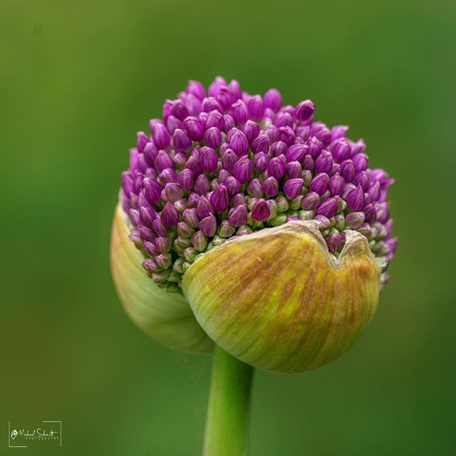 One of my favorite things about the spring- Allium flowers.  These are a very widely used ornamental flower in the gardens of Stanley Park.  As beautiful as they are when they open, I think I prefer them just as they are starting to pop open- just li