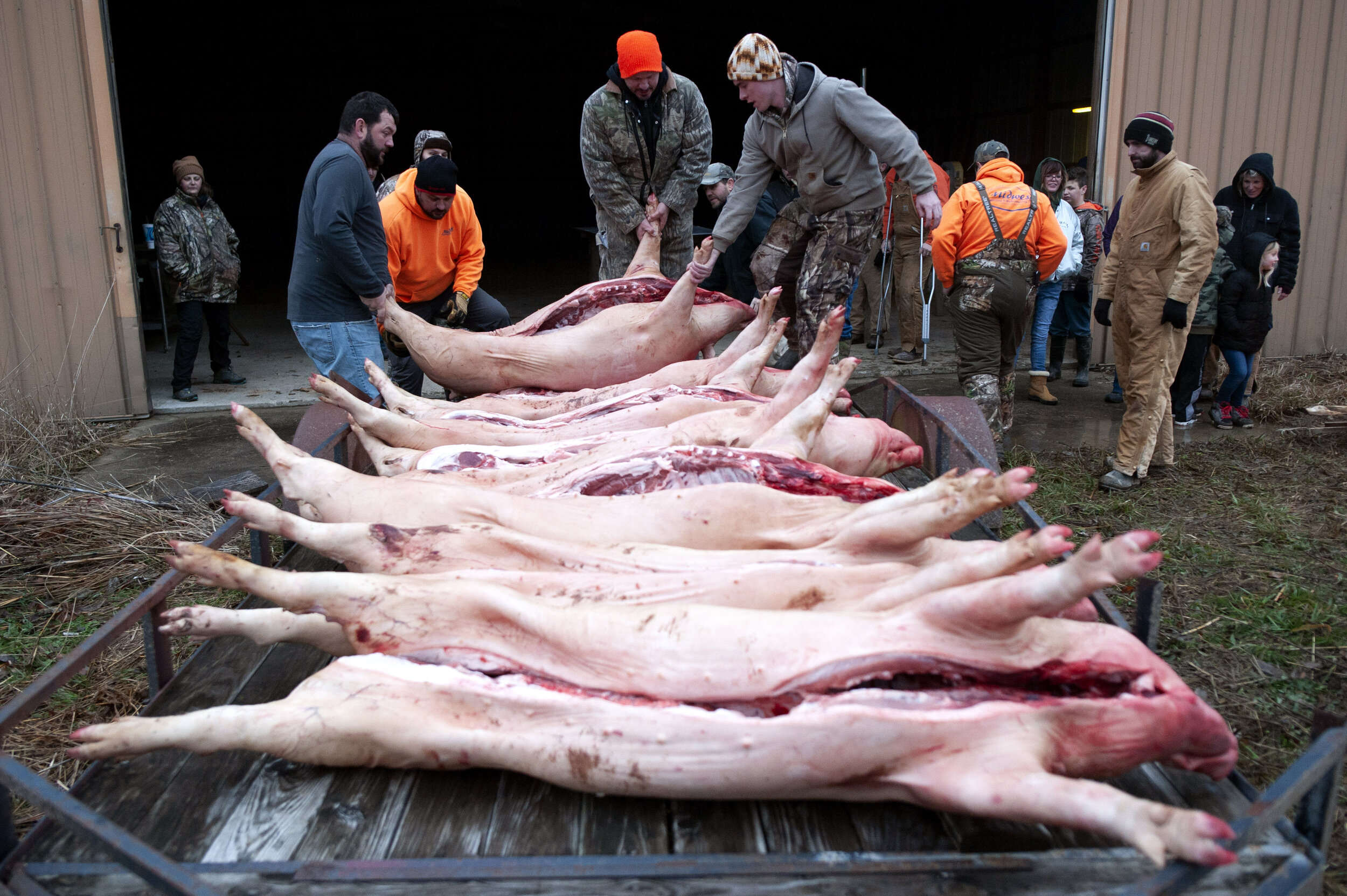  Handling hog from left: Nathan Richardet, Brian Leible, Mike Hotop and Mike's son Austin Hotop take a hog off the trailer for butchering. Seven hogs were butchered on the occasion. Mike said some of the products from the butchering would include sau