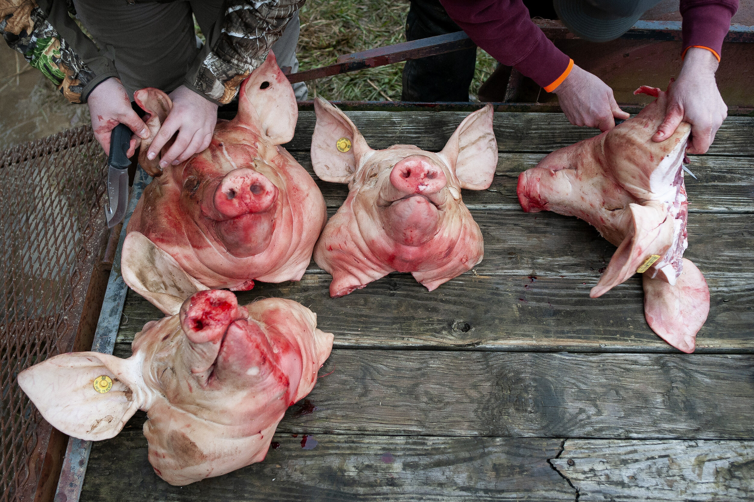  JD Jenkins of Marble Hill, Missouri, (left) and Pat Hotop of Perryville, Missouri, (one of Rueben Hotop's 13 children) work with recently decapitated hog heads.  