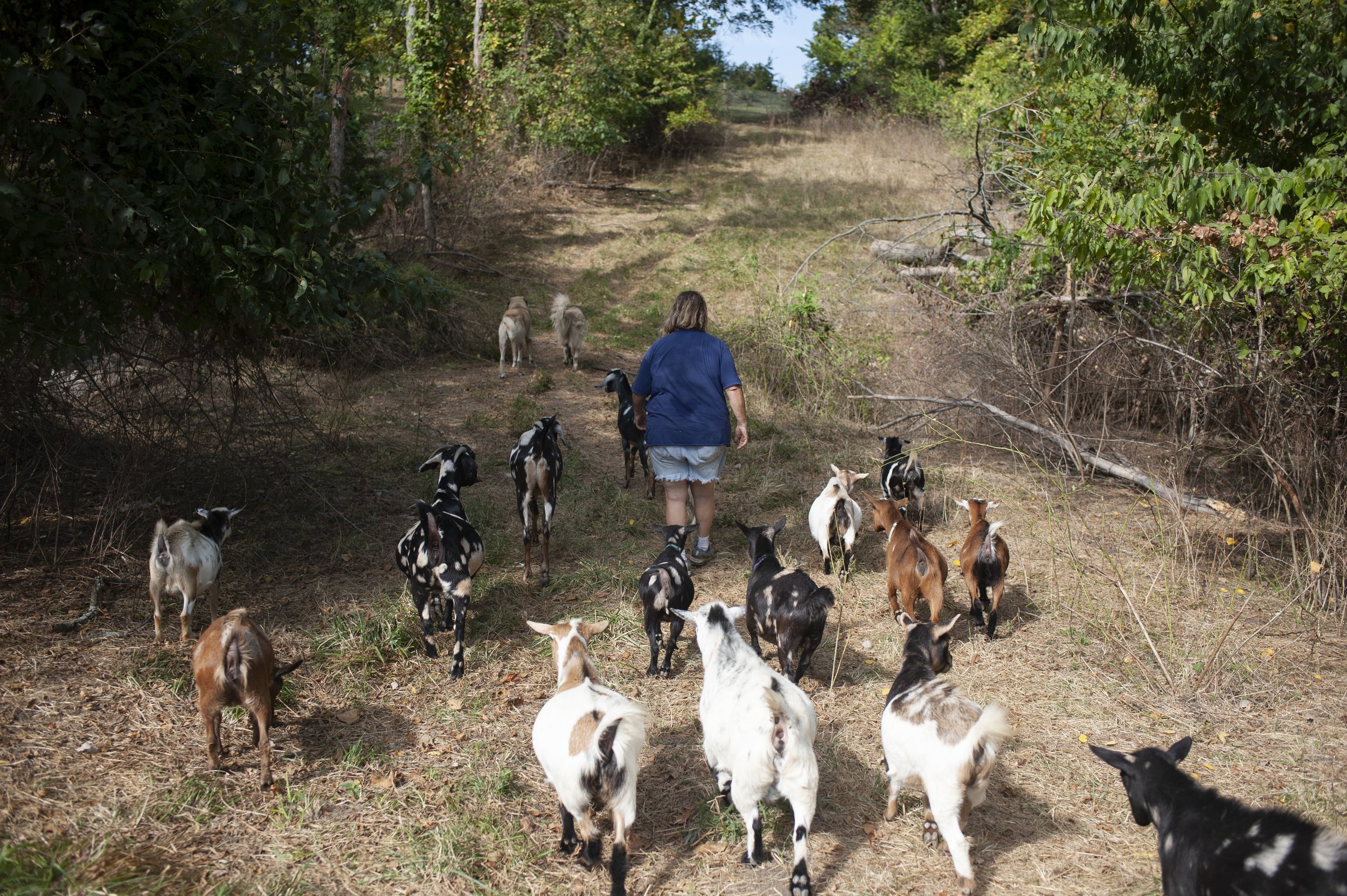 Mary walks with goats on her 45-acre farm.  