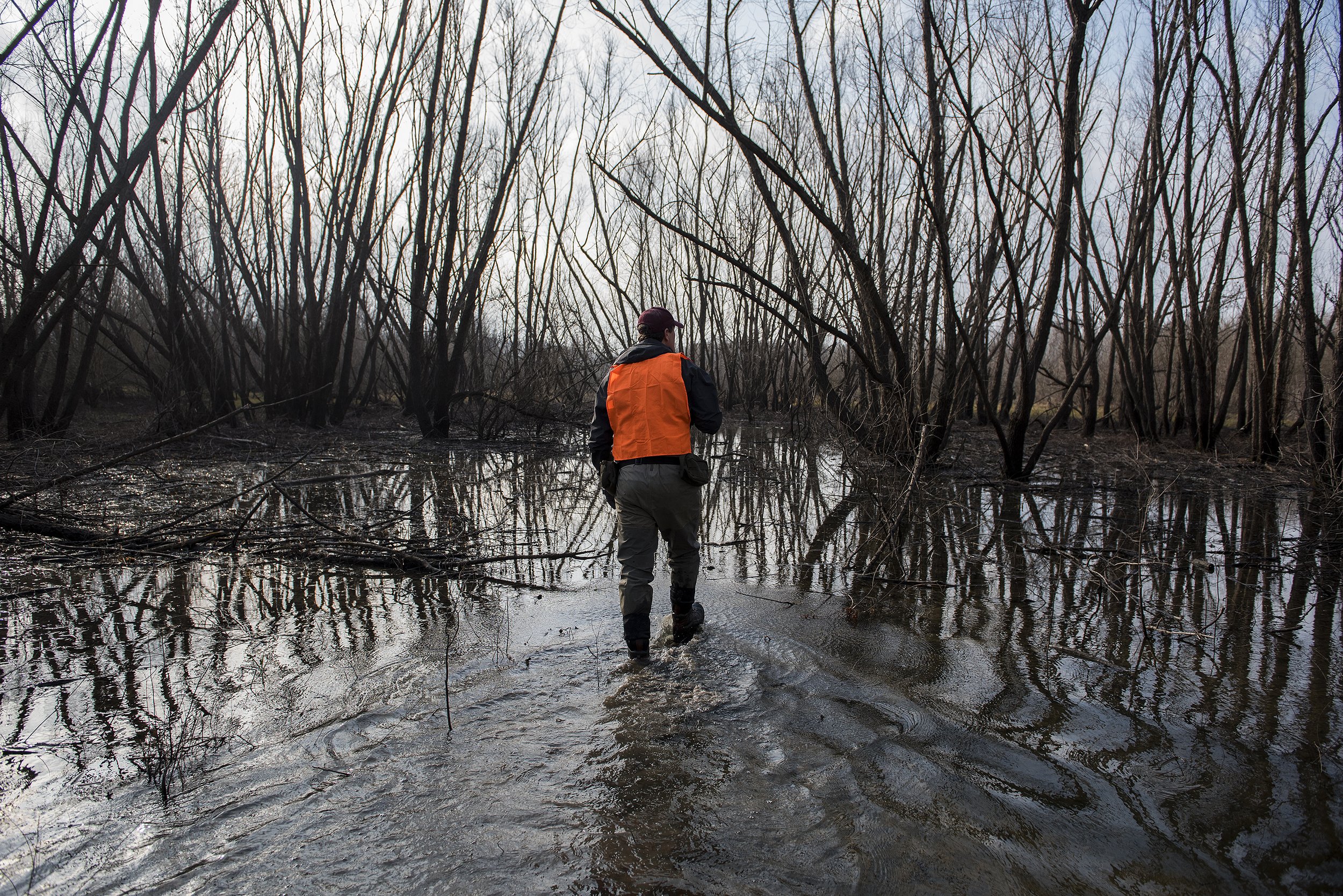  John O'Connell, a Ph.D. candidate in zoology from Miami, traverses wetlands Feb. 12 off Illinois Route 3 near Gale, Illinois. The Cooperative Wildlife Research Laboratory, through which O'Connell conducts his wetland research, could be at risk of lo
