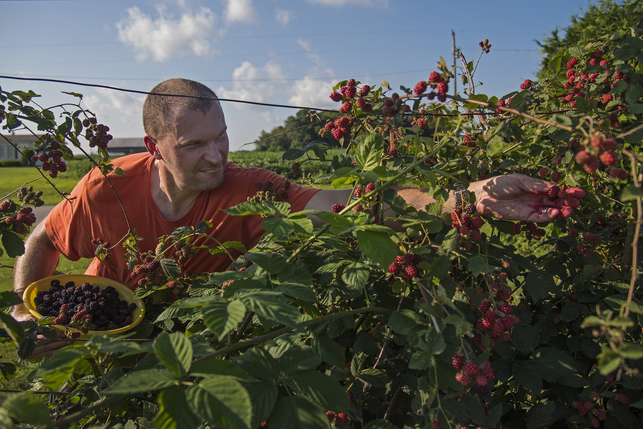  As beads of sweat formed on his face, Sam Johnson of Portersville picked tame blackberries with the assistance of his wife of nearly 25 years, Stacey Johnson, on July 6 outside their Portersville home in Indiana. Sam said tame blackberries, as oppos