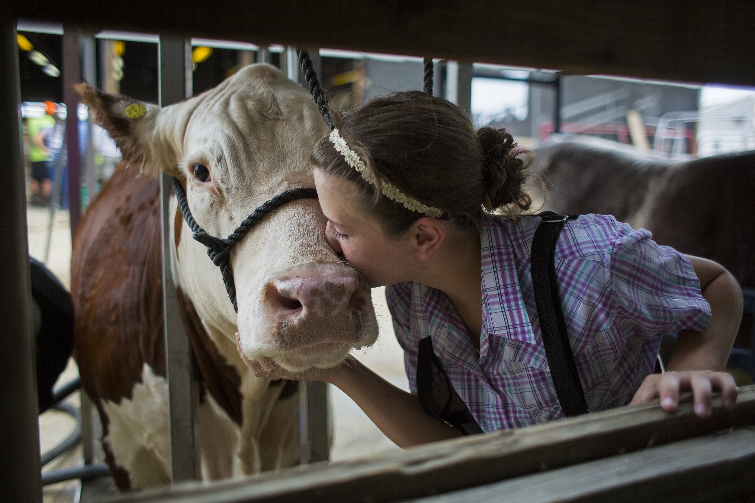  “He’s so sweet and kind and loving,” said 12-year-old Cheyenne Scherle of Ireland about Bubby shortly after she gave him a kiss July 19 at the Dubois County 4-H Fairgrounds in Bretzville, Indiana. Scherle, who shows sheep, goats, pigs and cattle at 