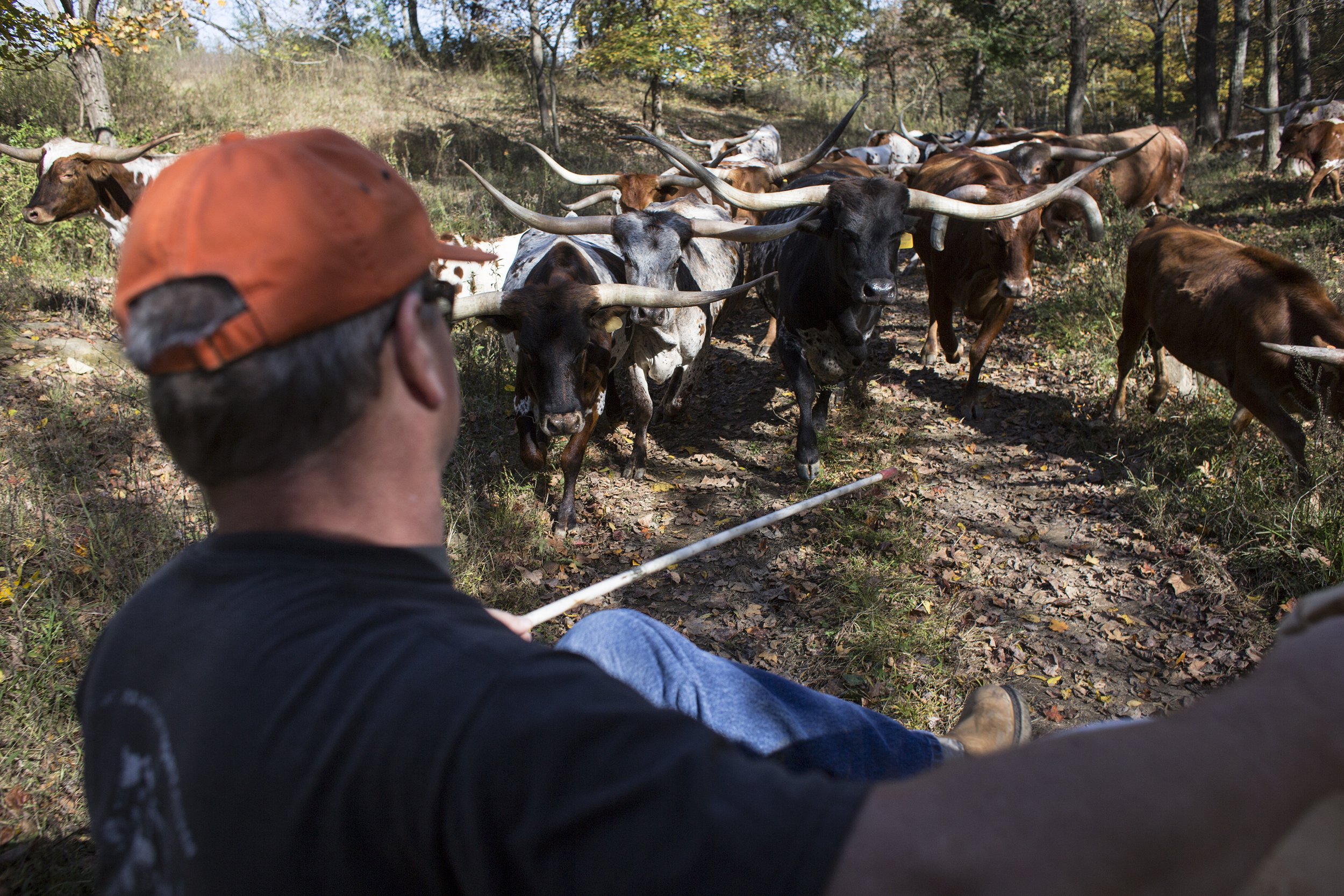  Paul Kozlowski of La Porte helped herd cattle to the barn area Oct. 26 at Wild Serenade Ranch in Stendal, Indiana.  