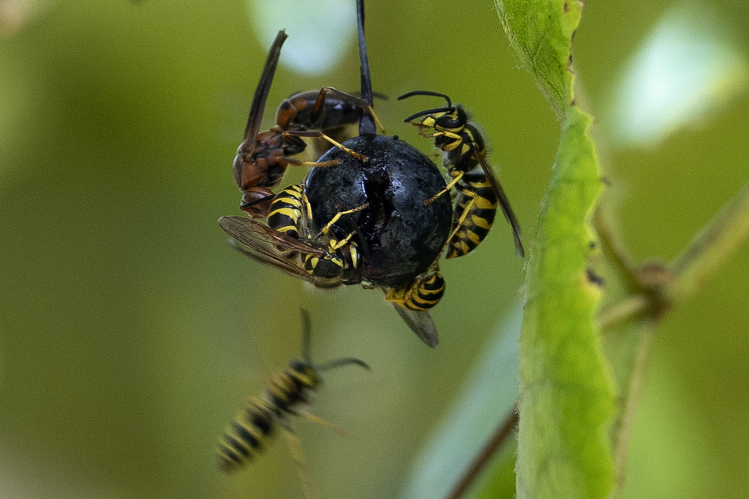  Yellowjackets seen on a Norton grape during picking Oct. 1 in a vineyard of River Ridge Winery in Commerce, Missouri.  