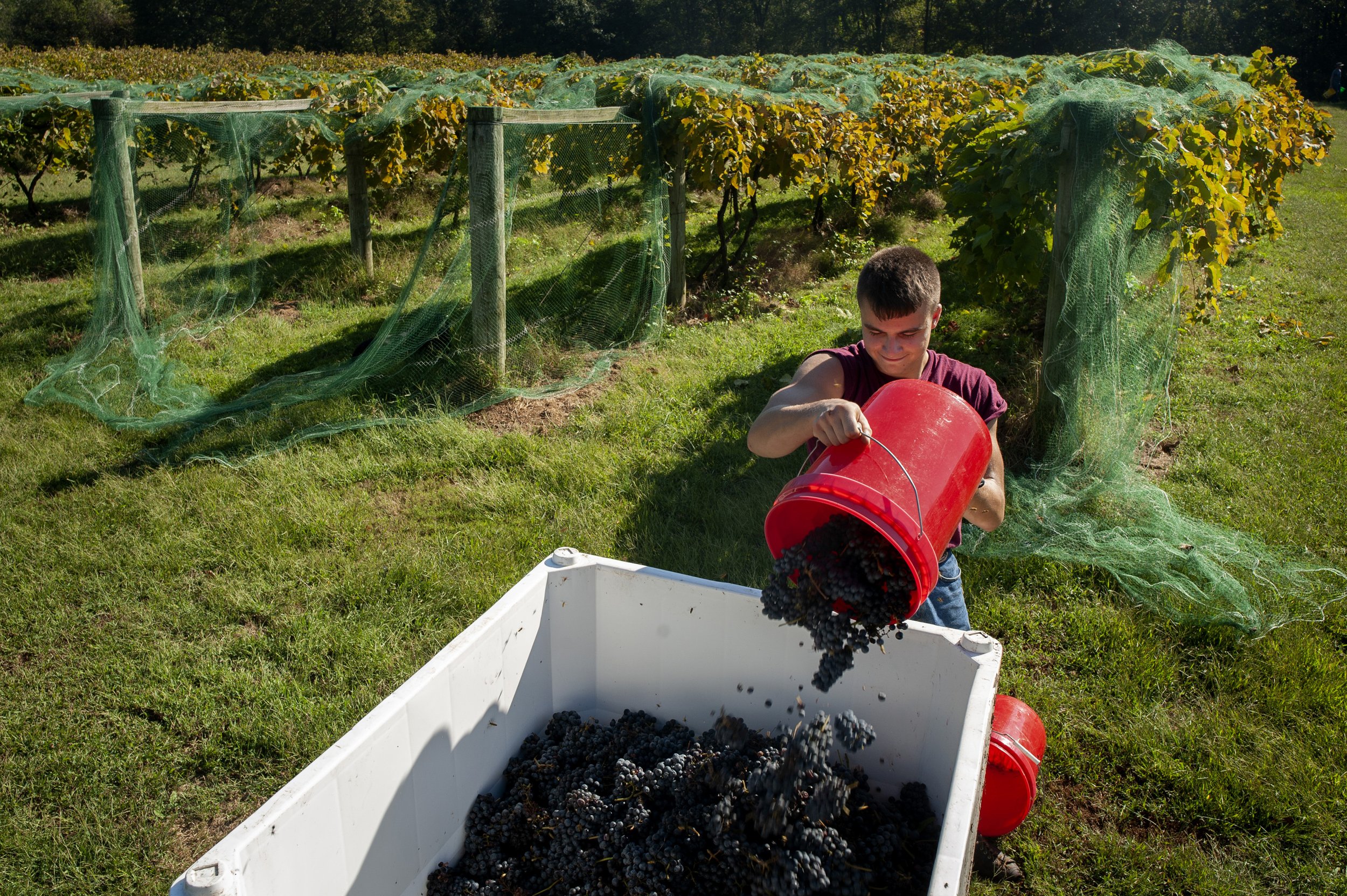  Connor Bullock, 17, son of River Ridge Winery co-owners Denise Bullock and Rob Bullock, puts a load of Norton grapes in a container during picking Oct. 1 in a vineyard of River Ridge Winery in Commerce, Missouri.  “Basically you put your heart and s