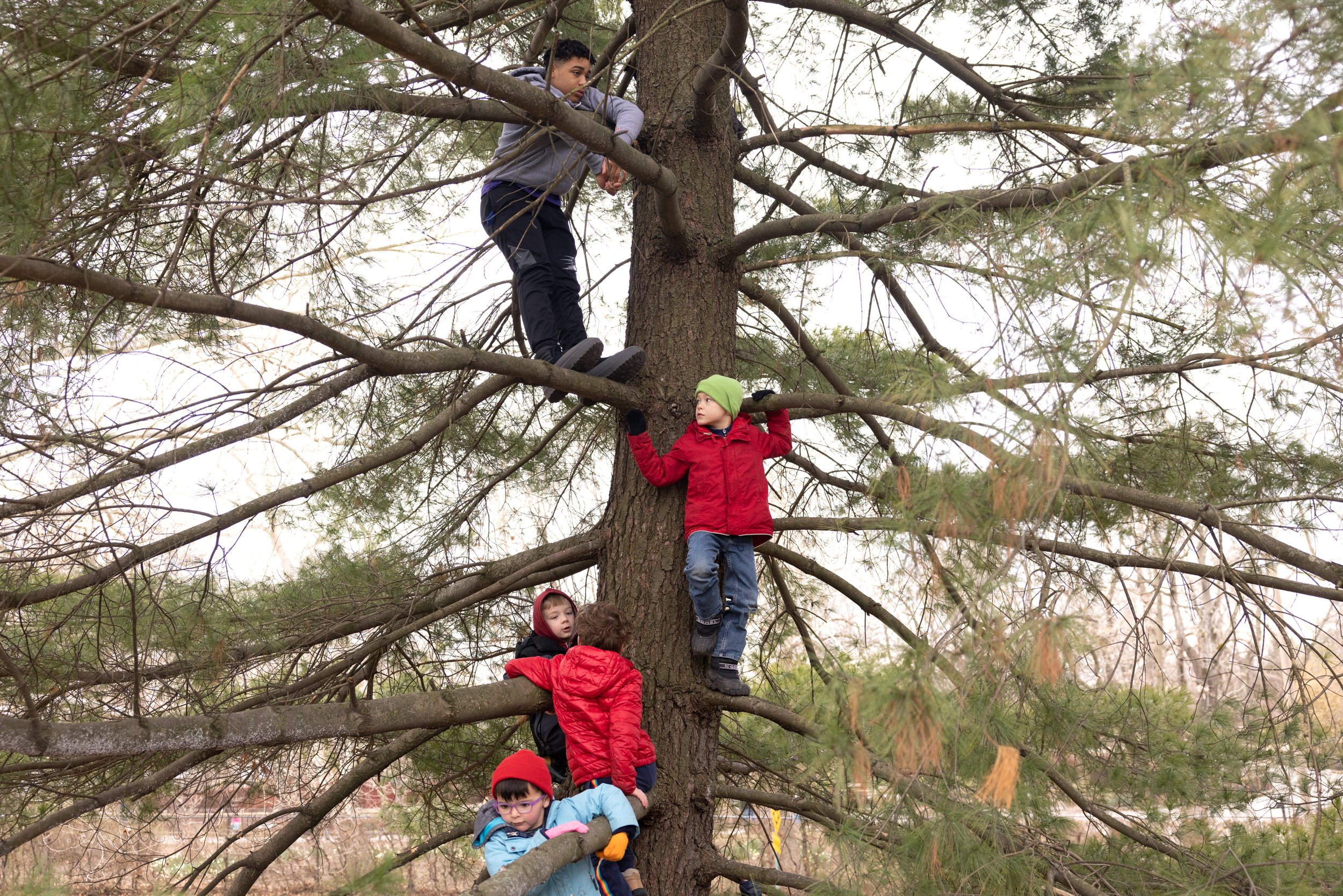  Willem Sichling (center in green cap), 6, climbed a tree with other children including (from top, facing forward) Duncan Hagens, 14; Marcus McDonough, 6; and Hans Deronne, 5; during Wilderkids Urban Forest School's Spring Break Camp on March 21 at F