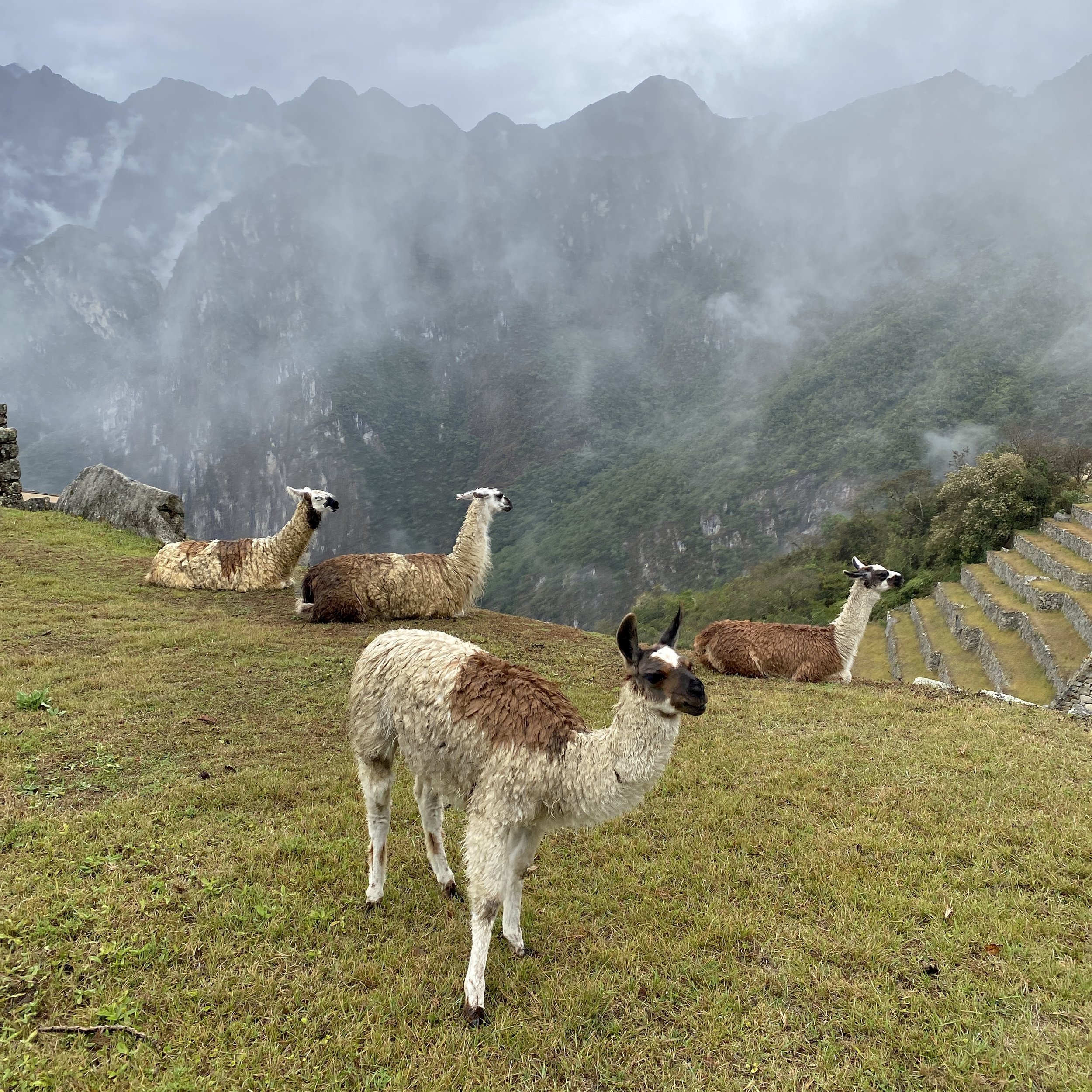  Machu Picchu scene in the Andes Mountains of Peru. 