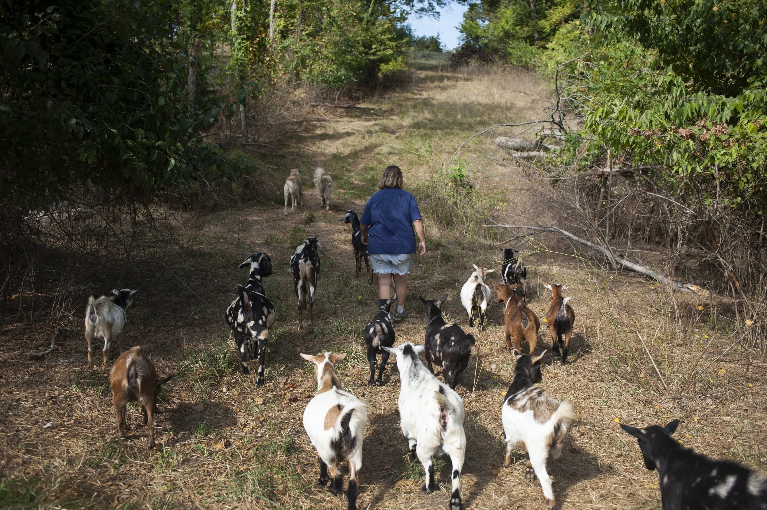  Mary walks with goats on her 45-acre farm north of Excelsior Springs.  