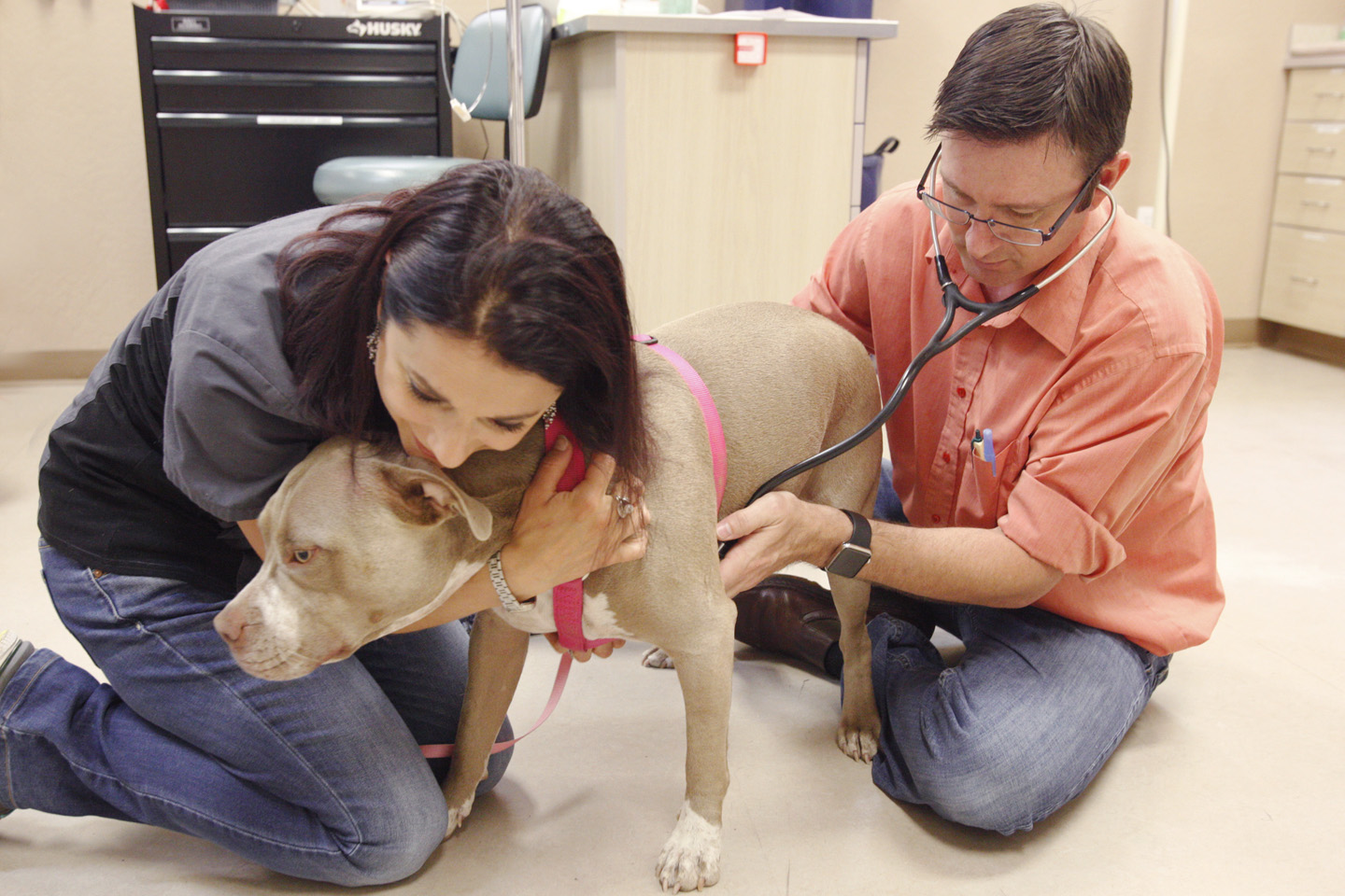Pet clinic of hotsell the high country
