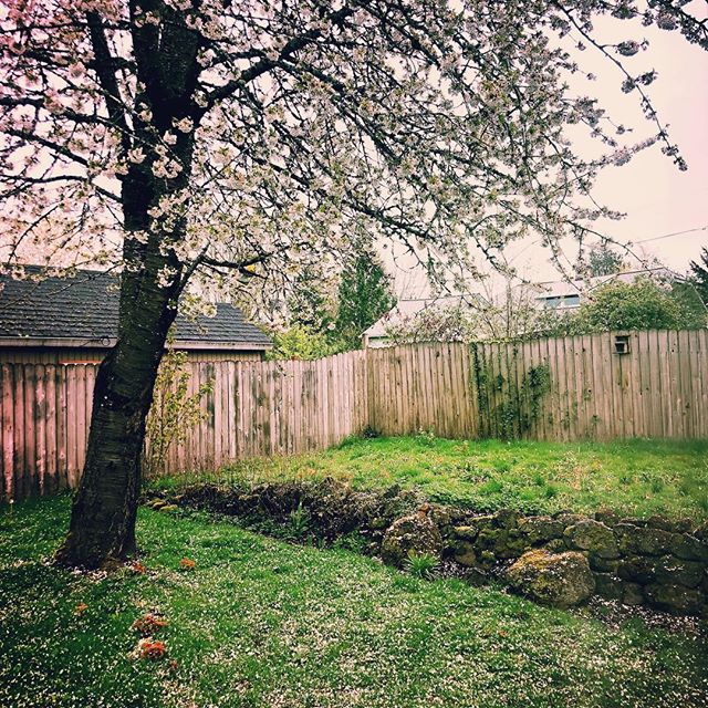 My cherry tree is snowing blossoms everywhere and it&rsquo;s my favorite 🍒❄️😍
.
.
.
#livingoutloud #monogamouswithmyhouse #freedom #peace #peaceandquiet #photography #naturephotography #adulting #solo #homeowner #portland #oregon #portlandoregon #p