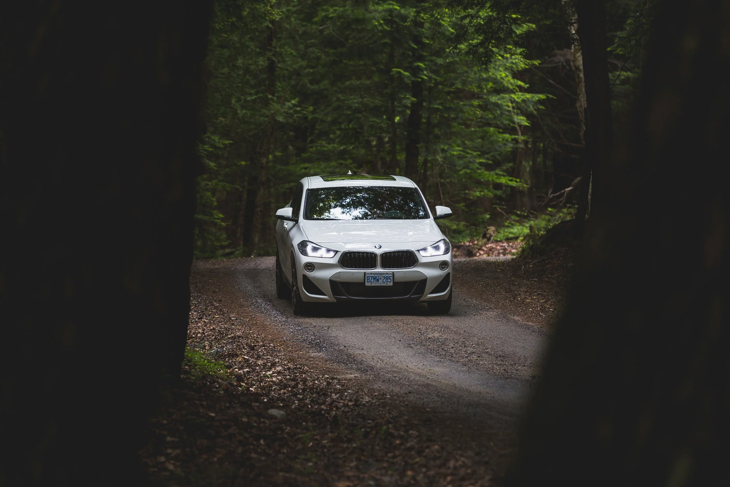 forest.jpg