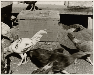 Janica Yoder, UNTITLED: CHICKEN SERIES, Gelatin Silver Print, 14 11/16 x 18 3/8 inches