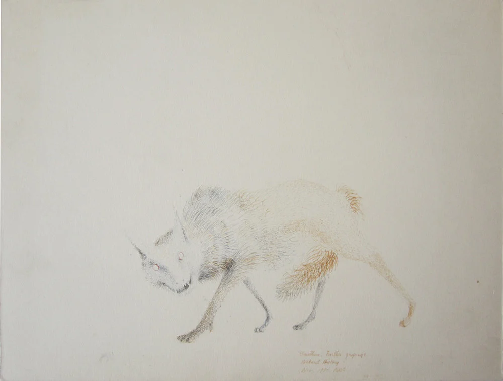 FURTHER GROPINGS OF NATURAL HISTORY, 1950, Pen and Ink on Illustration Board, 8 1/4 x 10 3/4”