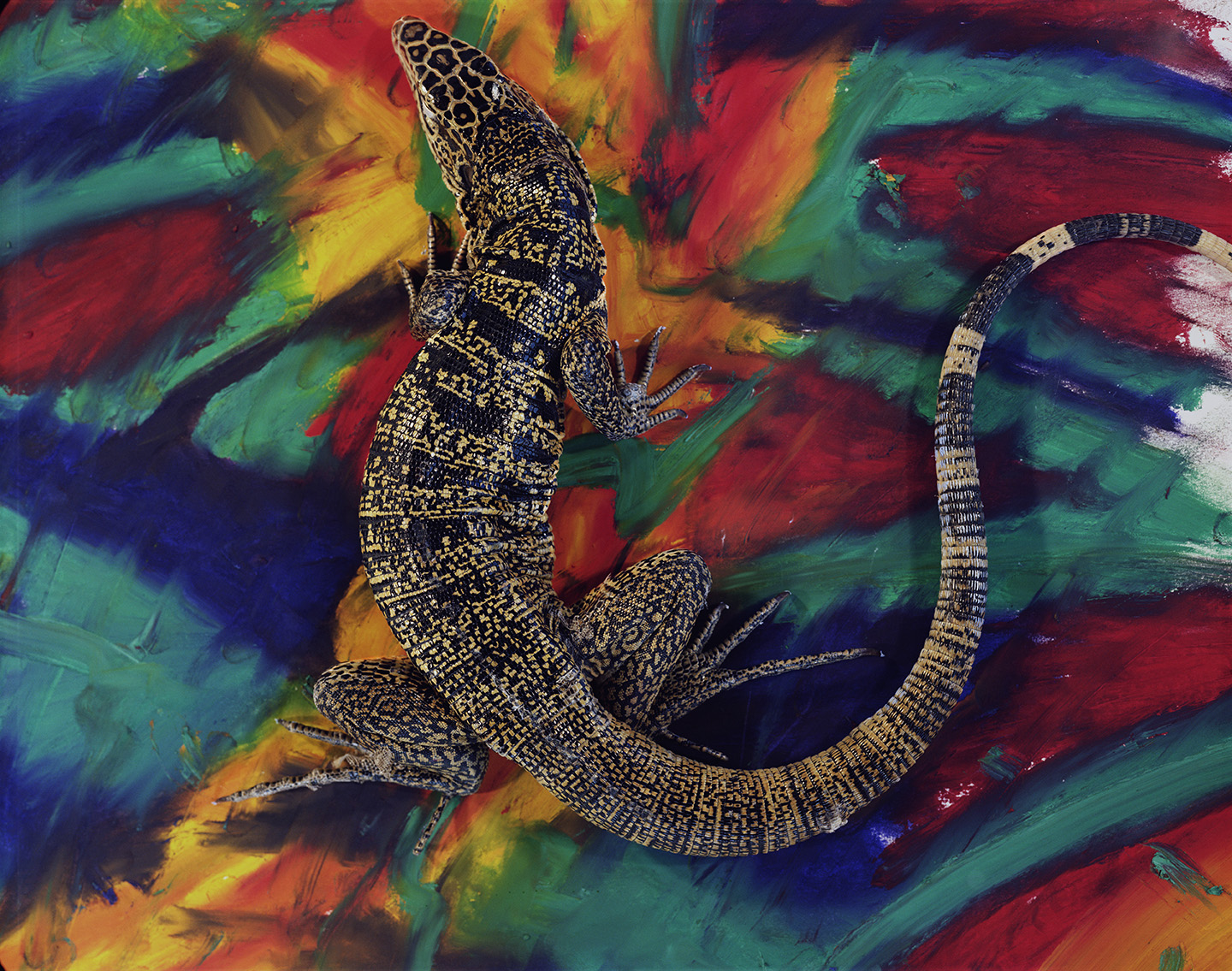 Ivan tegu lizard_oil paint stick.jpg