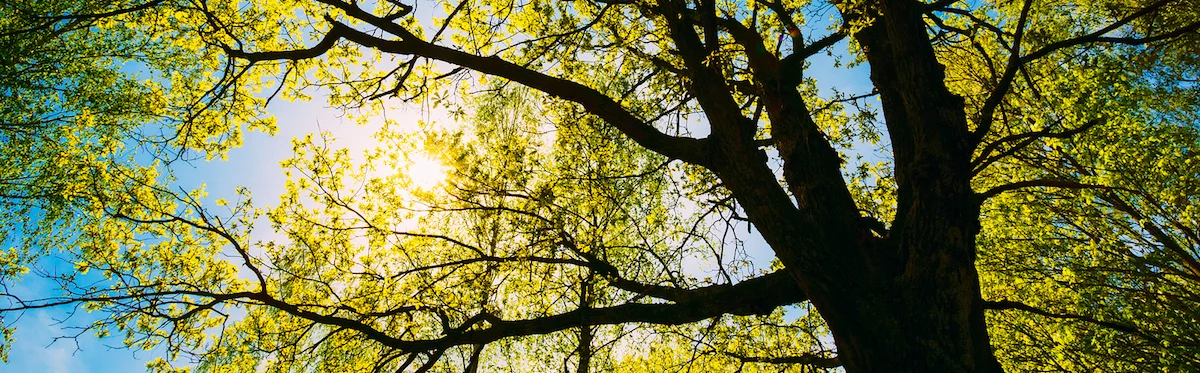 Spring-Sun-Shining-Through-Thin.jpg