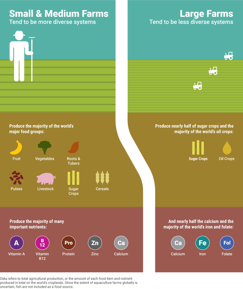 Source: "Small Farms: Stewards of Global Nutrition?" www.environmentreports.com/foodmatters/