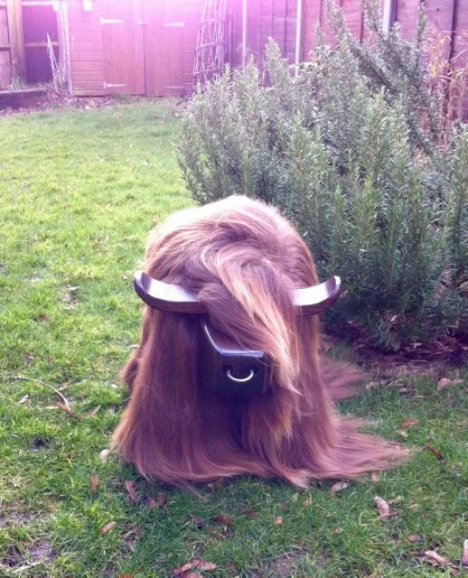 This boy is one of my largest . the smaller bulls usually coming up to the top of his nose.