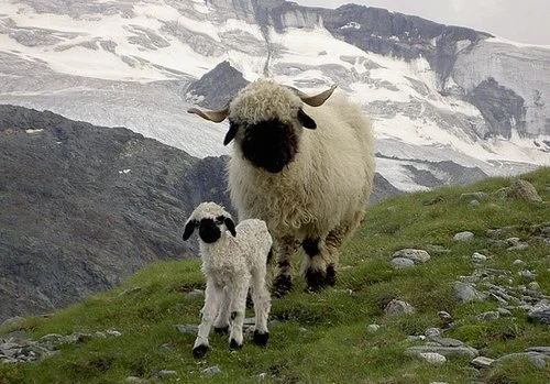 real valais.png