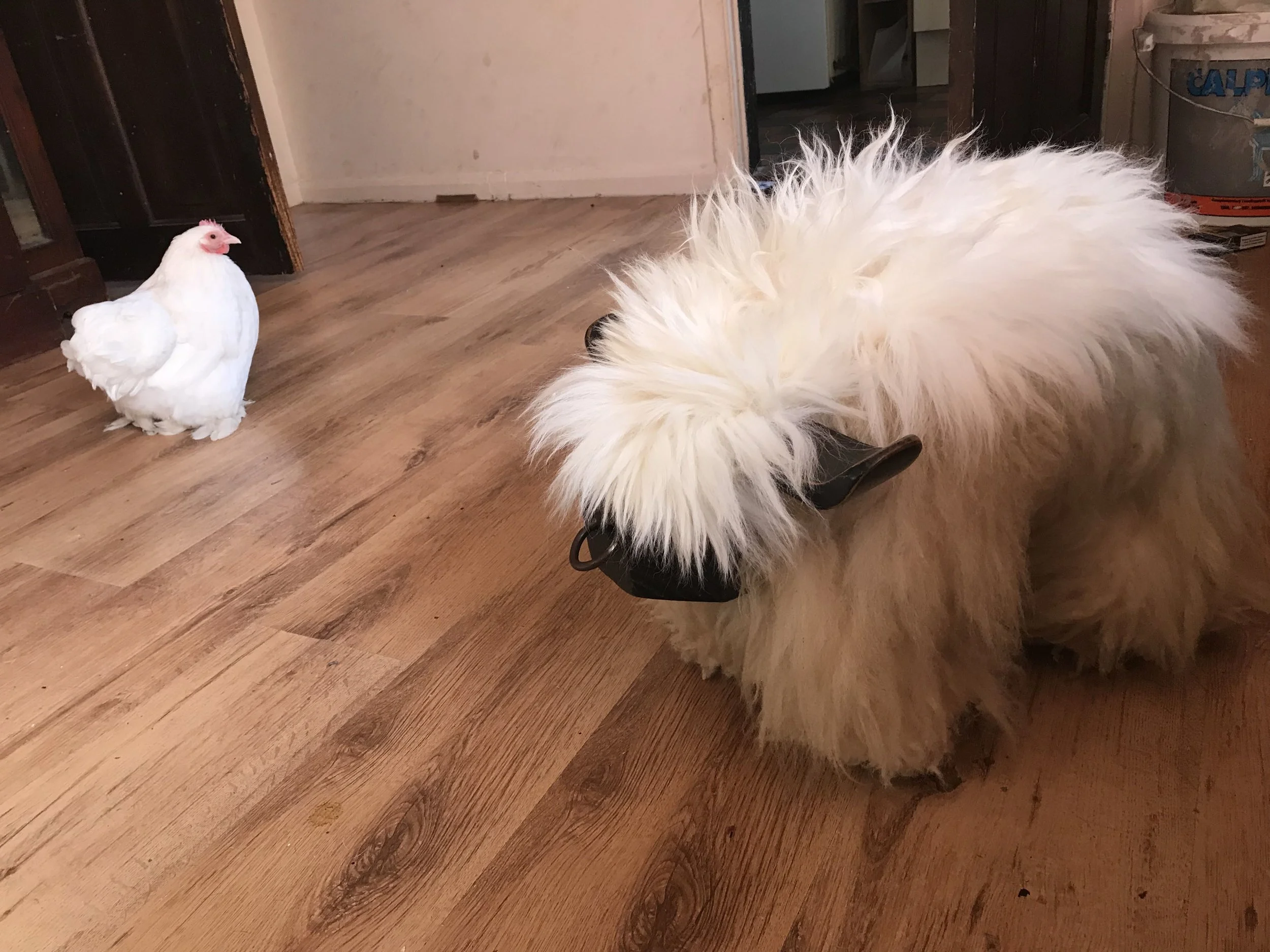 Lotty the FF hen approves as Sheep the Bull waits to be shipped