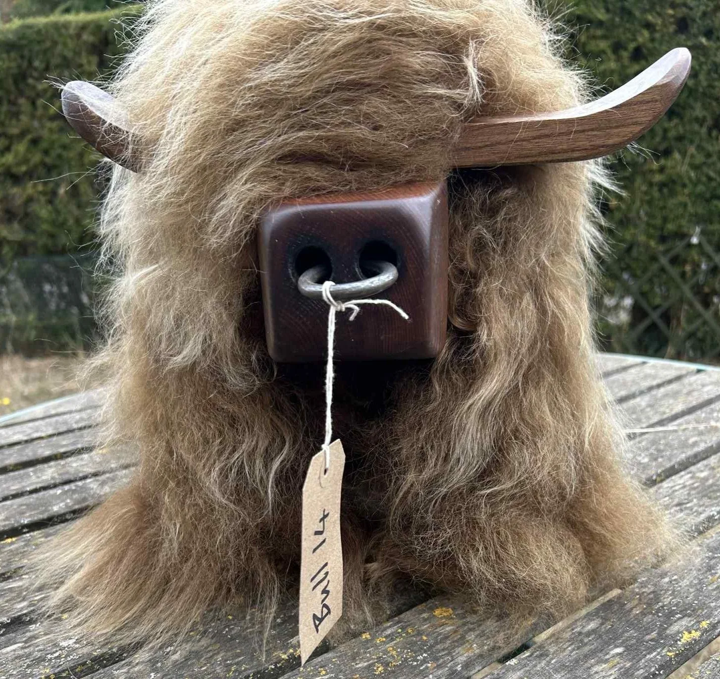 Bull Fourteen.jpg