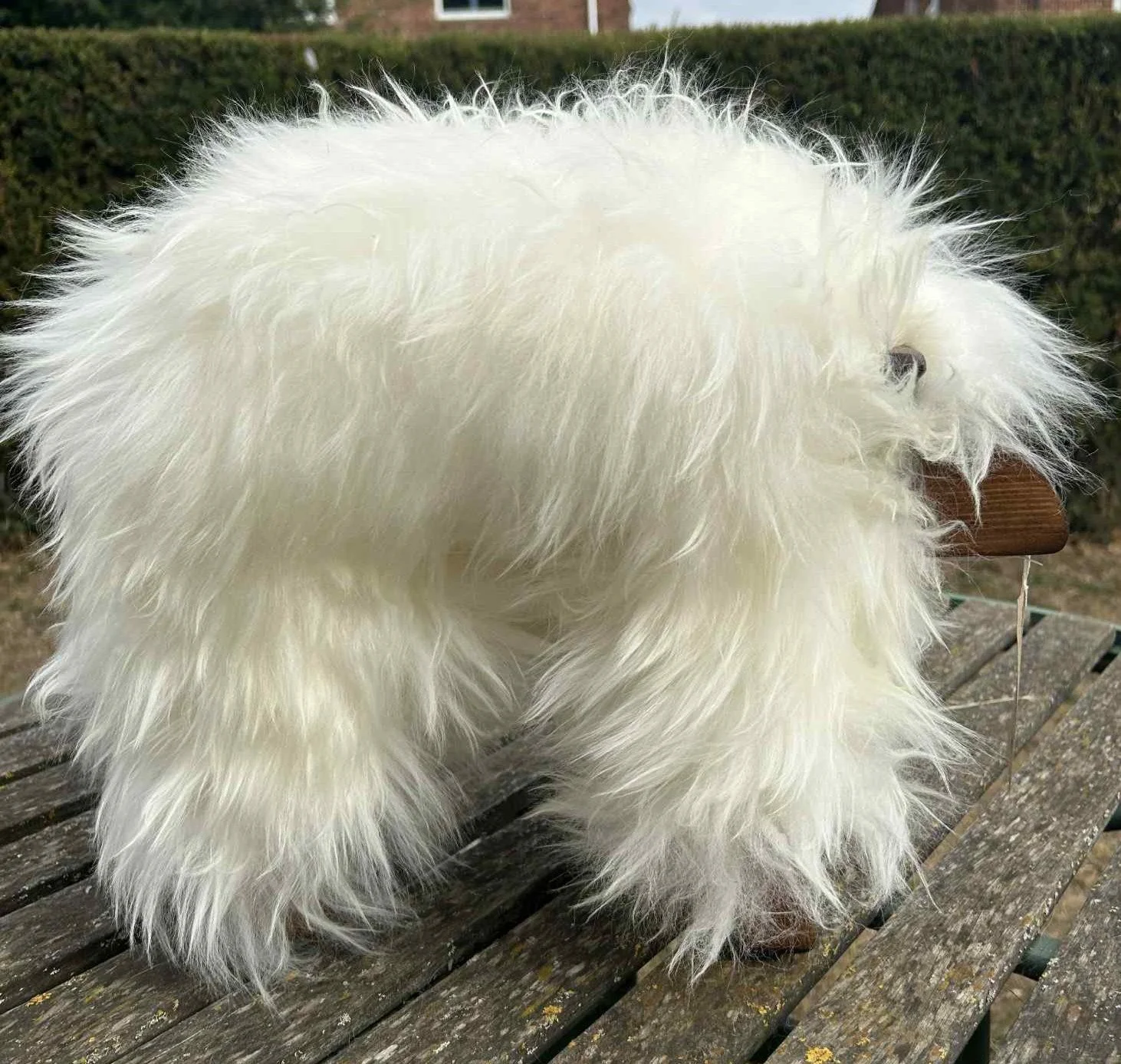 sheep 3 2.jpg