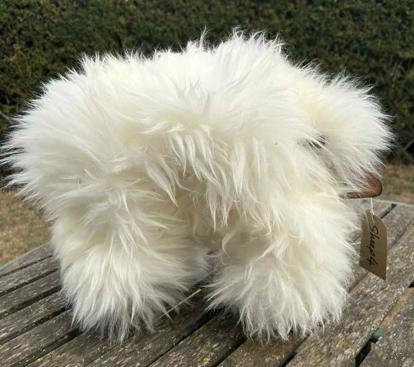 sheep 4 1.jpg