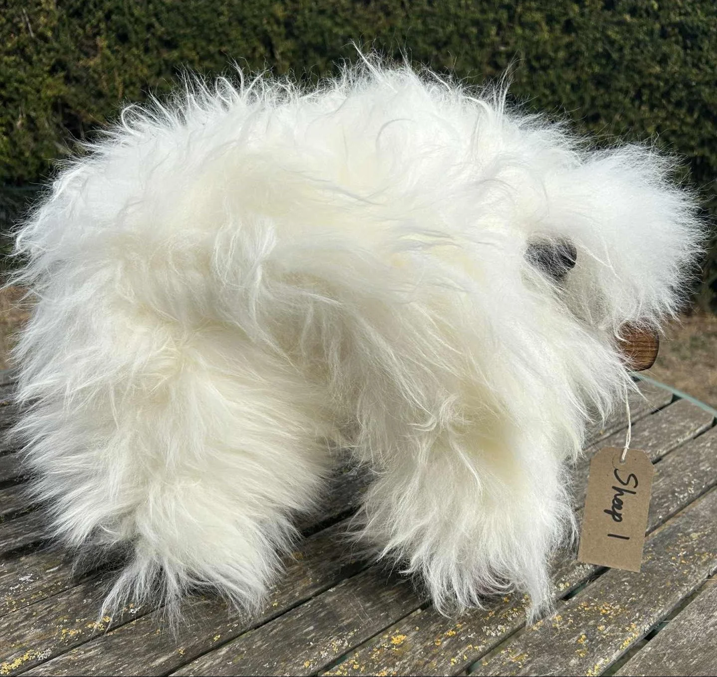 sheep 1 2.jpg