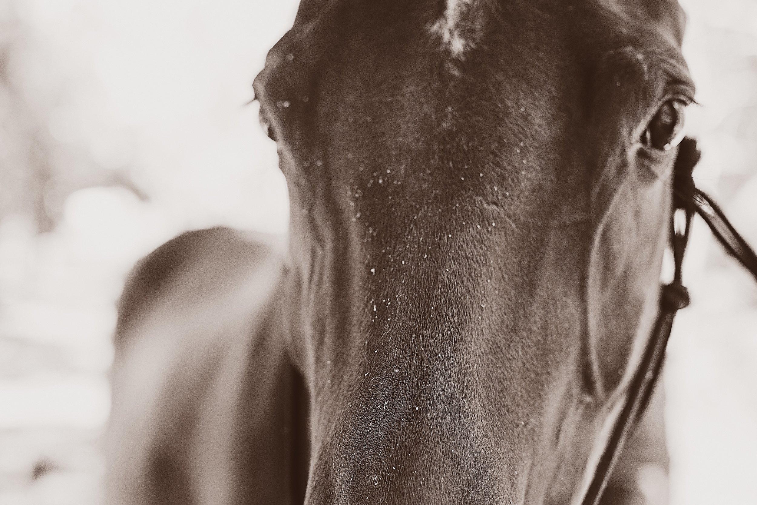 kate horse.jpeg