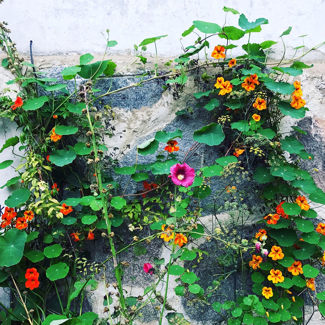 Flowerwall