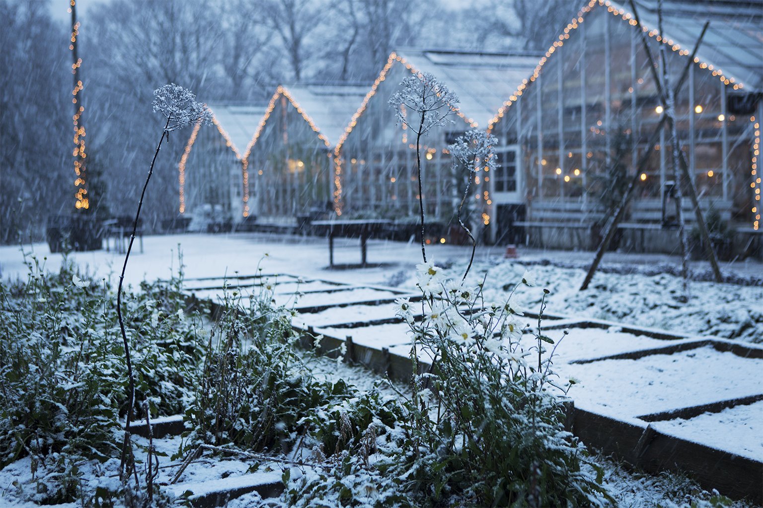 Christmas Greenhouse