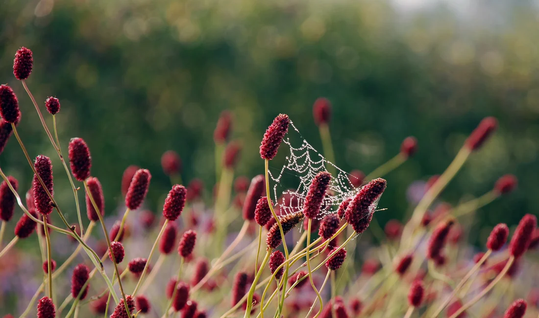Sanguisorba-Lisa-Cox.jpg