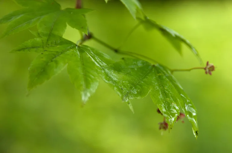 Acer-in-the-rain.jpg