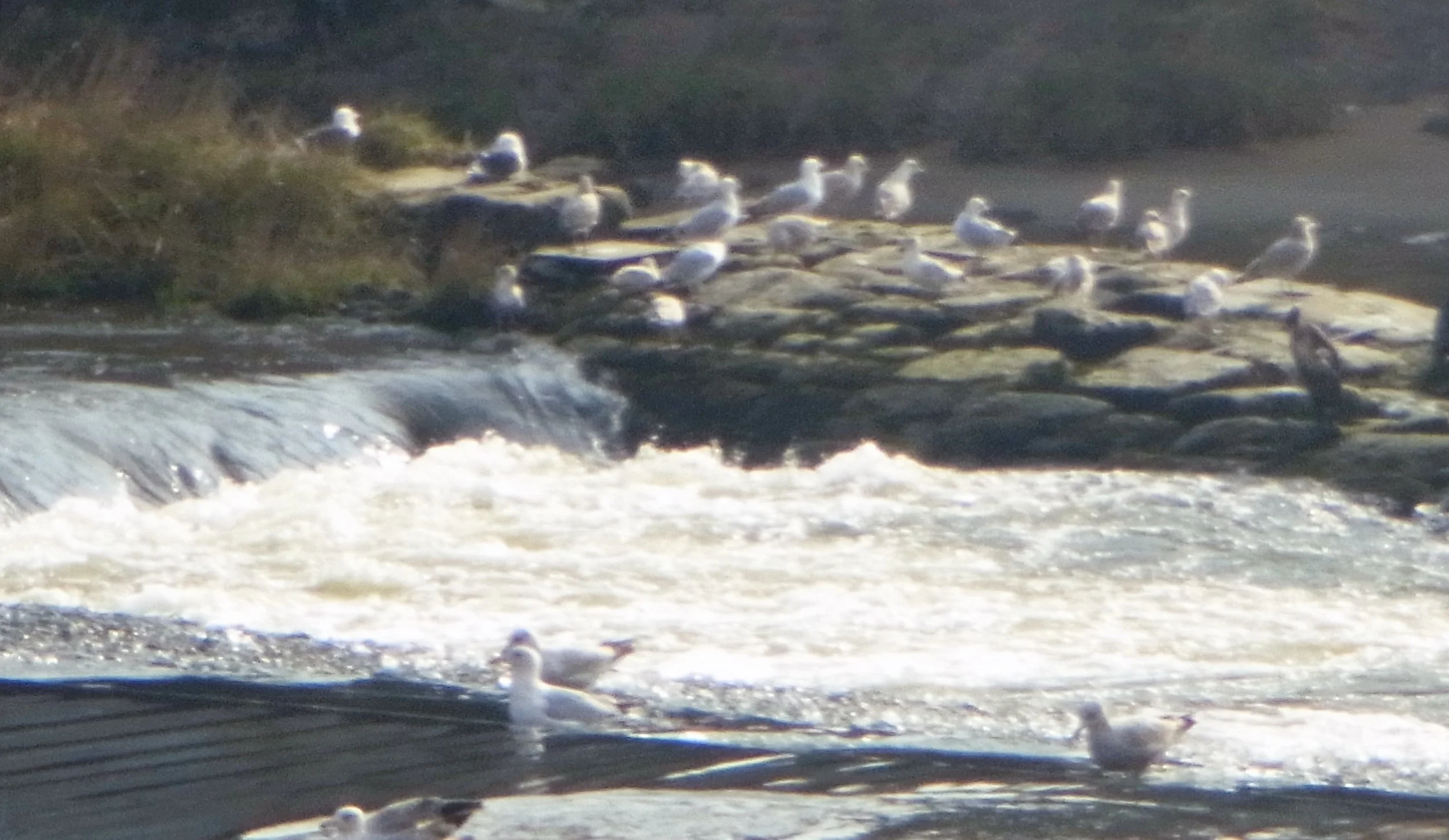 Gathering on the River Dee