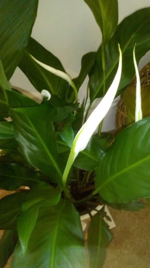 peace lily.jpg