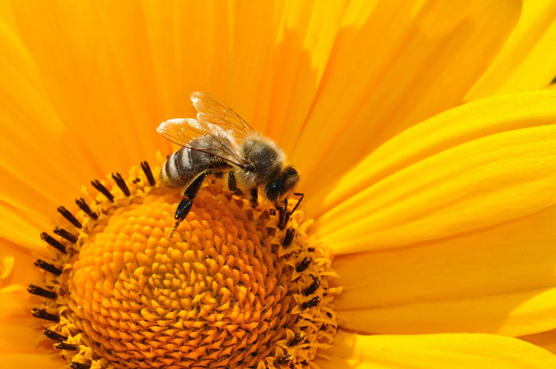Organic Agriculture Improving Bee's Health