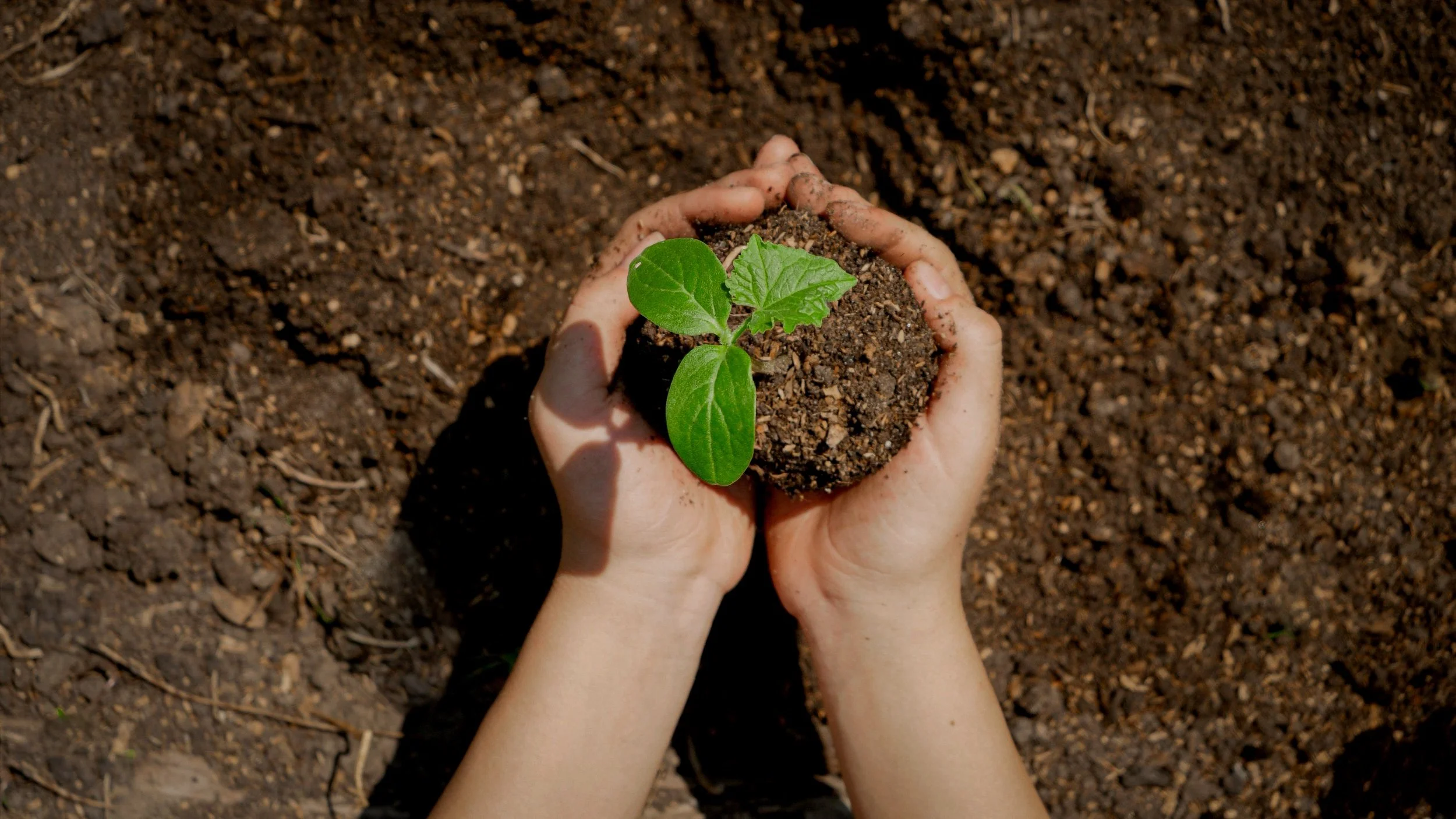 hands-planting-organic-plant-seedling-in-fertile-g-2021-12-09-21-21-19-utc+%281%29.jpg