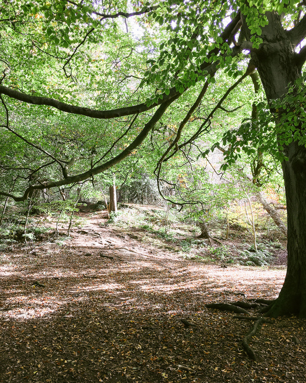 The forest at Costorphine Hill nature reserve